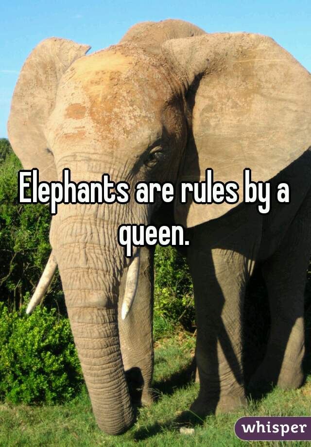 Elephants are rules by a queen. 