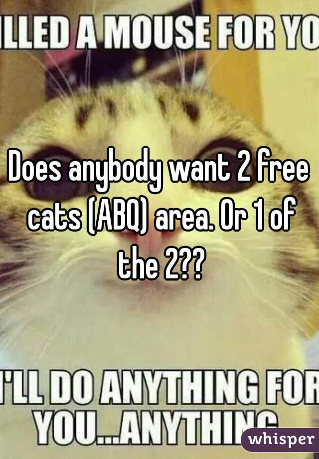 Does anybody want 2 free cats (ABQ) area. Or 1 of the 2??