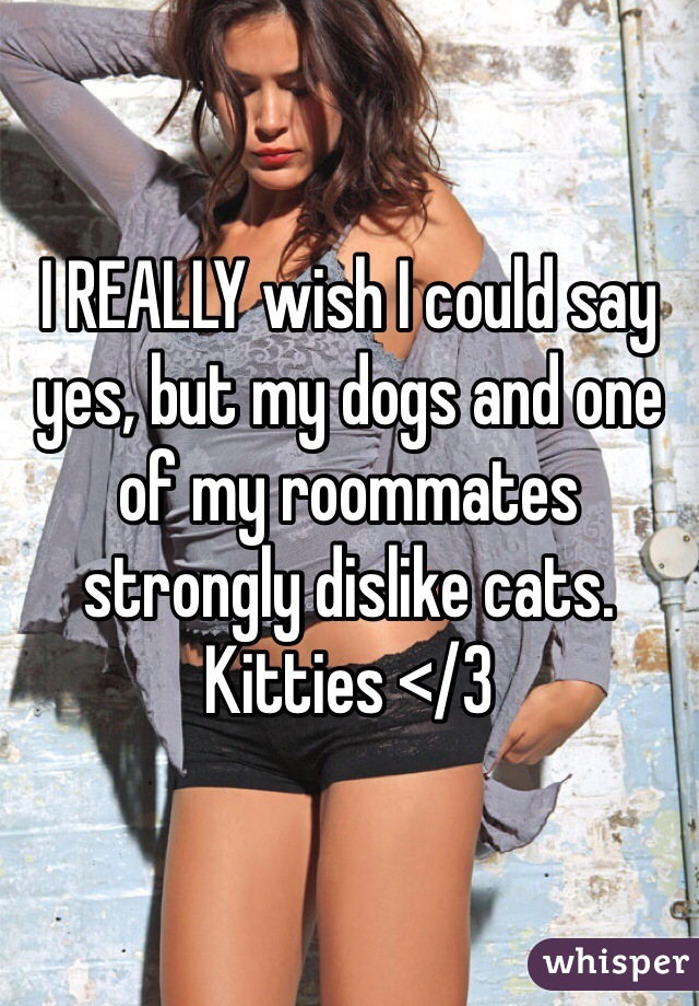 I REALLY wish I could say yes, but my dogs and one of my roommates strongly dislike cats. Kitties </3
