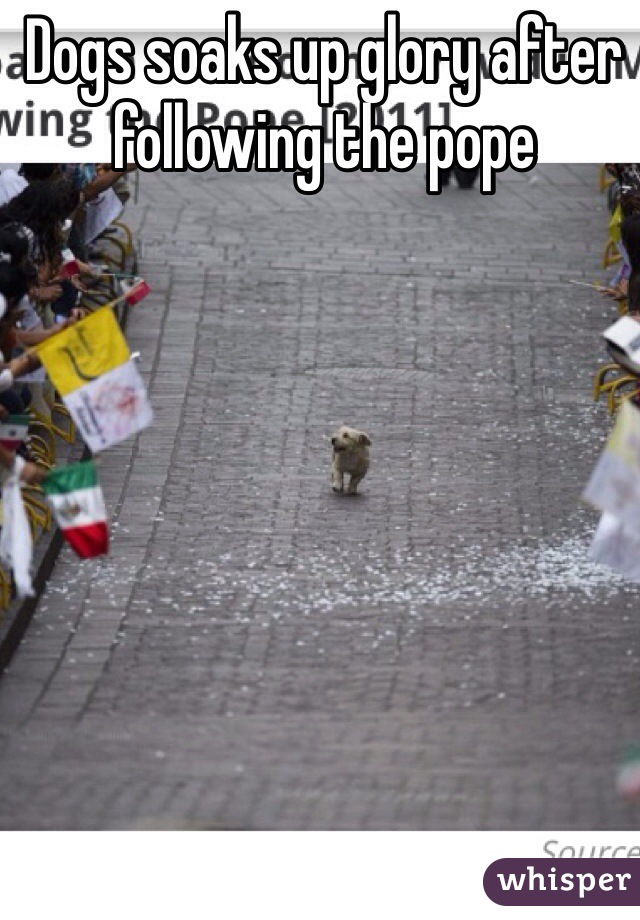 Dogs soaks up glory after following the pope 