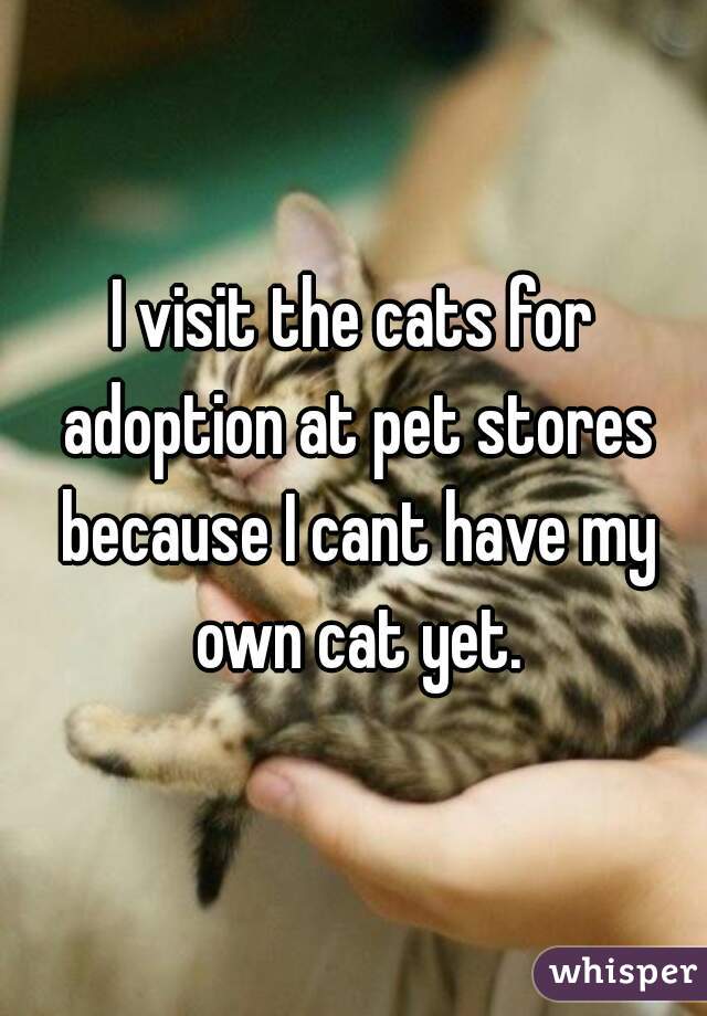 I visit the cats for adoption at pet stores because I cant have my own cat yet.