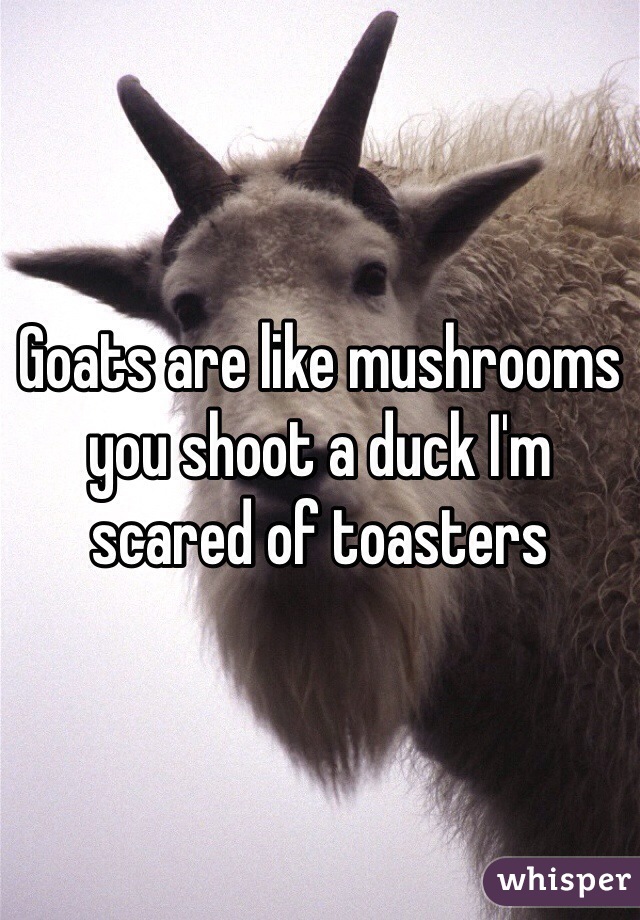 Goats are like mushrooms you shoot a duck I'm scared of toasters