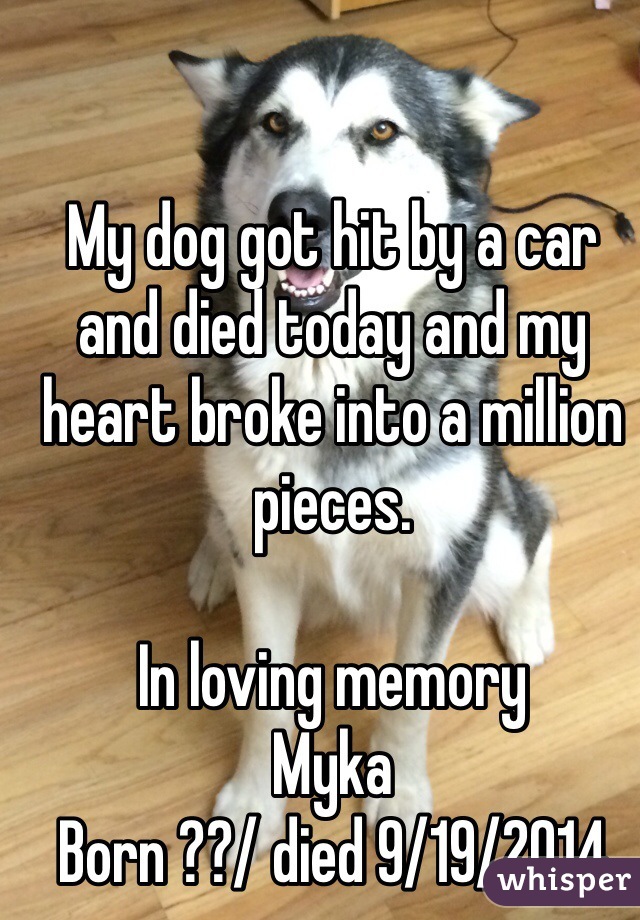 My dog got hit by a car and died today and my heart broke into a million pieces. 

In loving memory
Myka 
Born ??/ died 9/19/2014