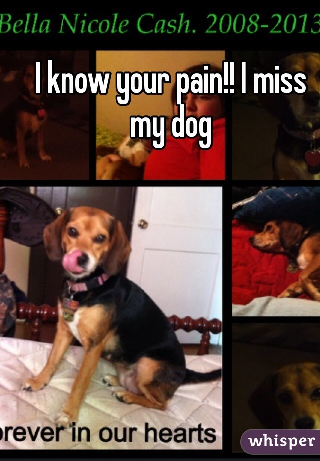 I know your pain!! I miss my dog 