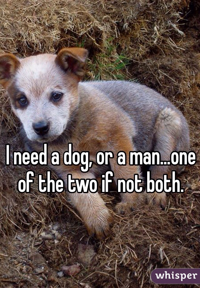 I need a dog, or a man...one of the two if not both.