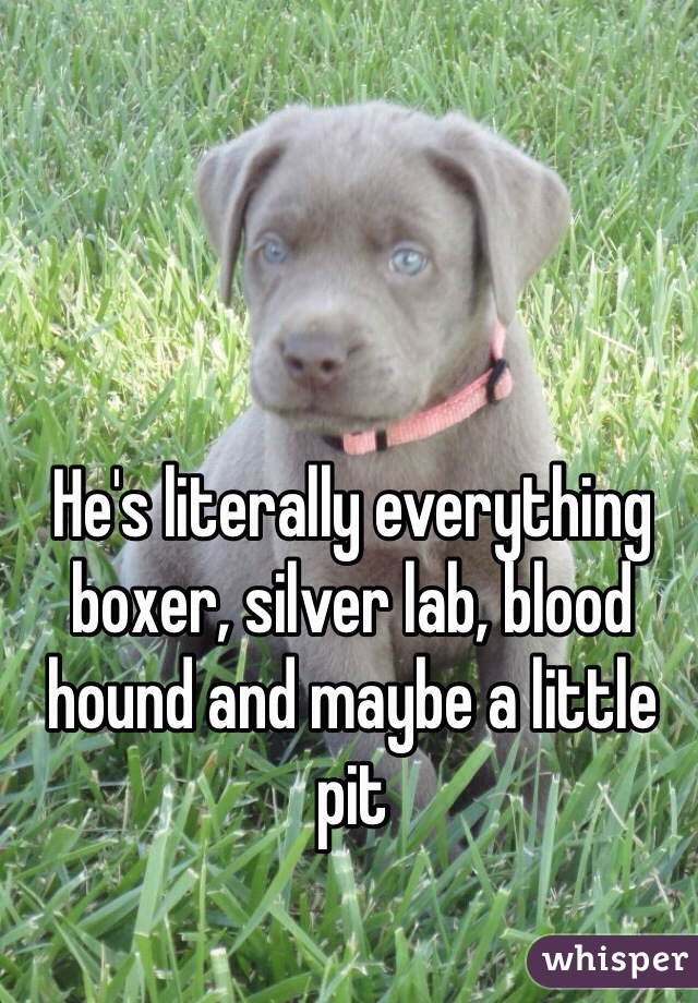 He's literally everything boxer, silver lab, blood hound and maybe a little pit 