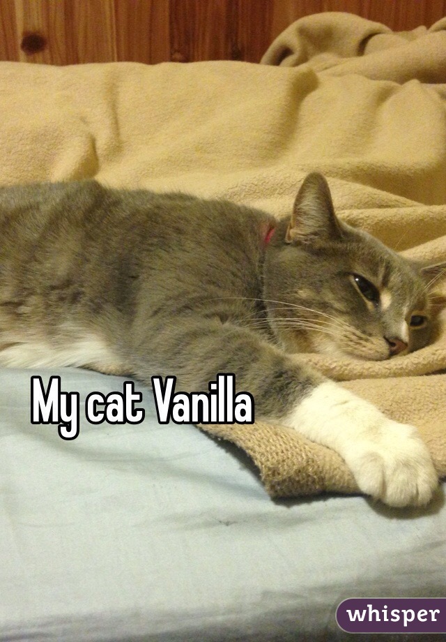My cat Vanilla