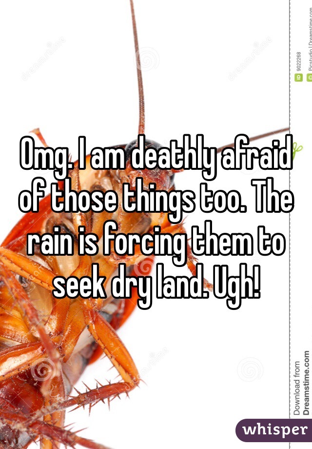 Omg. I am deathly afraid of those things too. The rain is forcing them to seek dry land. Ugh!