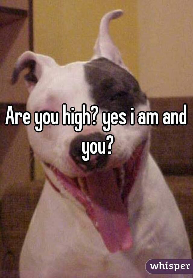 Are you high? yes i am and you?