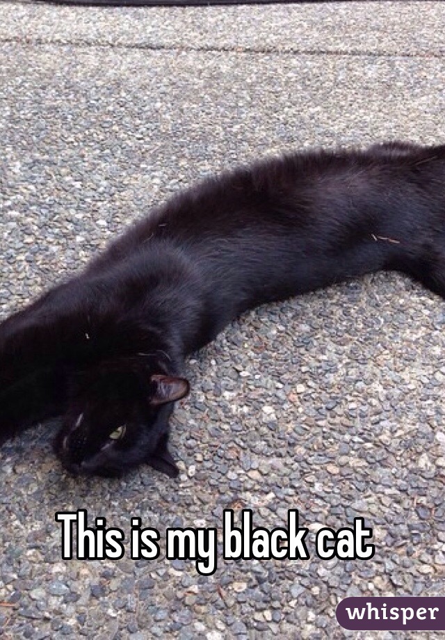 This is my black cat