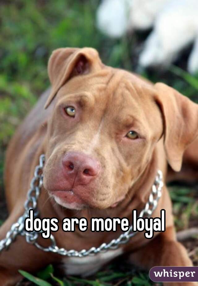 dogs are more loyal 