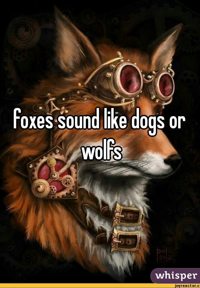 foxes sound like dogs or wolfs