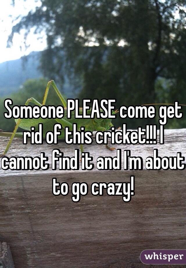 Someone PLEASE come get rid of this cricket!!! I cannot find it and I'm about to go crazy! 