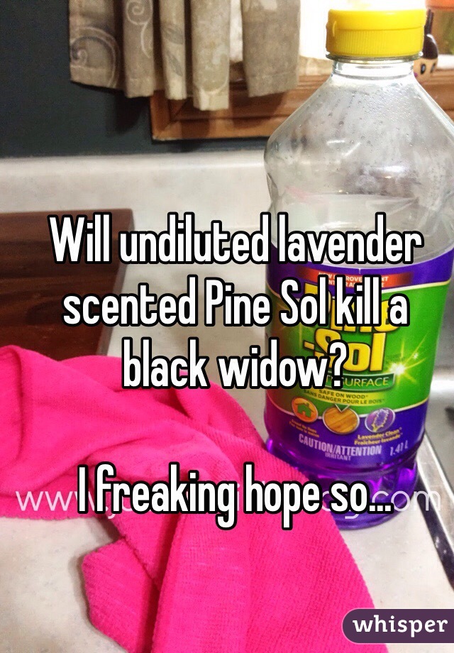 Will undiluted lavender scented Pine Sol kill a black widow? 

I freaking hope so...