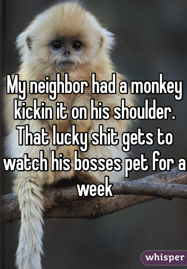 My neighbor had a monkey kickin it on his shoulder. That lucky shit gets to watch his bosses pet for a week