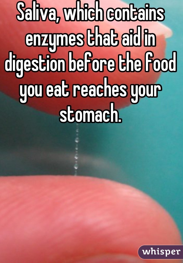 Saliva, which contains enzymes that aid in digestion before the food you eat reaches your stomach.