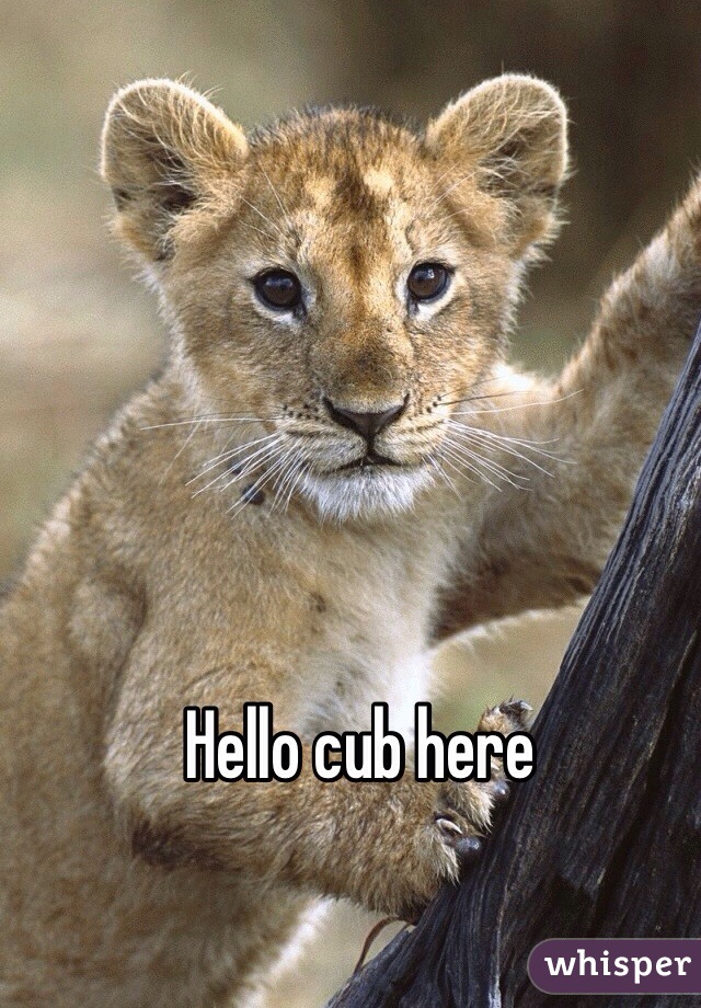 Hello cub here 