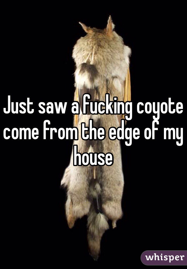 Just saw a fucking coyote come from the edge of my house