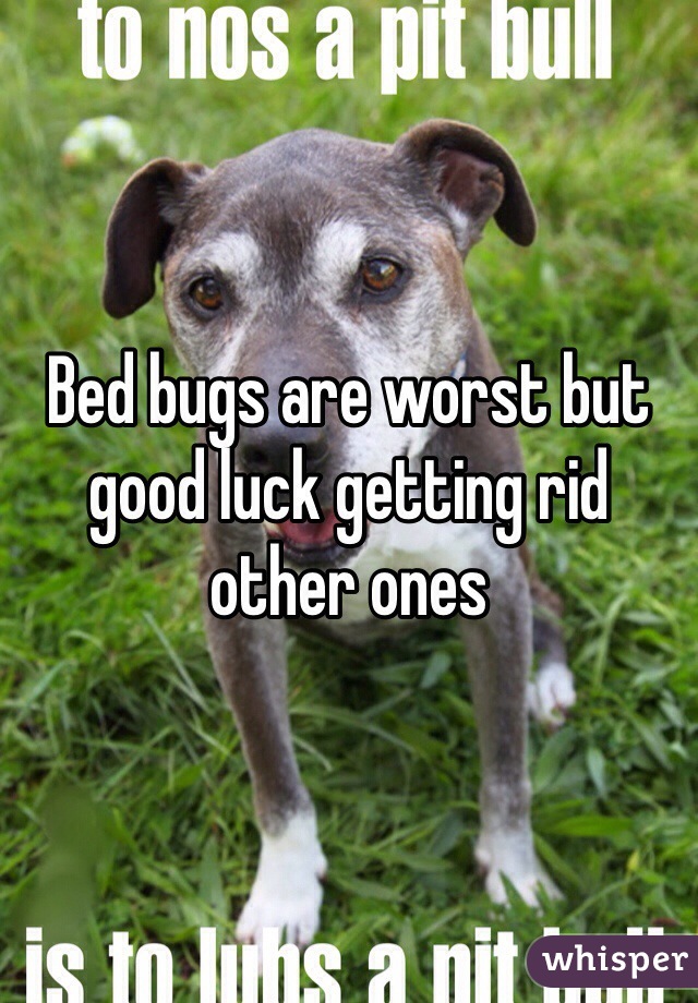 Bed bugs are worst but good luck getting rid other ones 