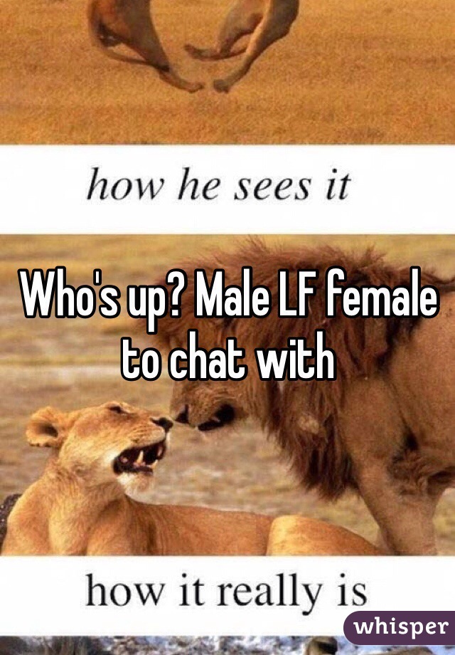 Who's up? Male LF female to chat with 
