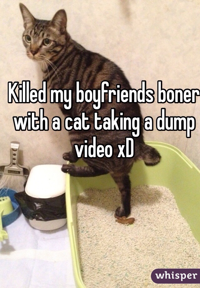 Killed my boyfriends boner with a cat taking a dump video xD