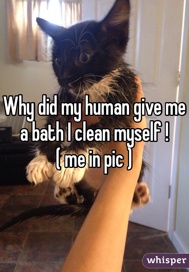 Why did my human give me a bath I clean myself ! 
( me in pic ) 