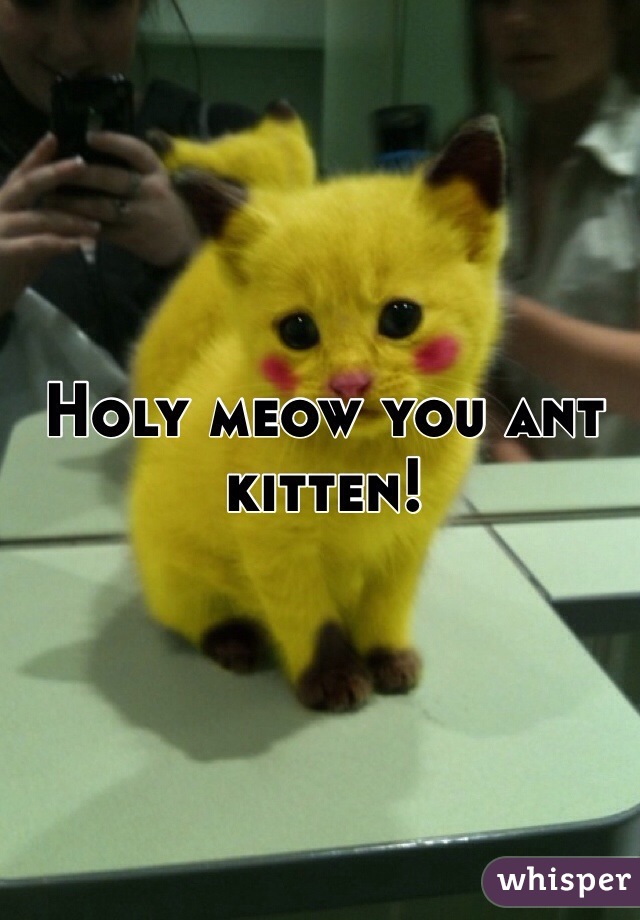 Holy meow you ant kitten! 