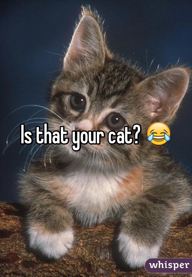 Is that your cat? 😂