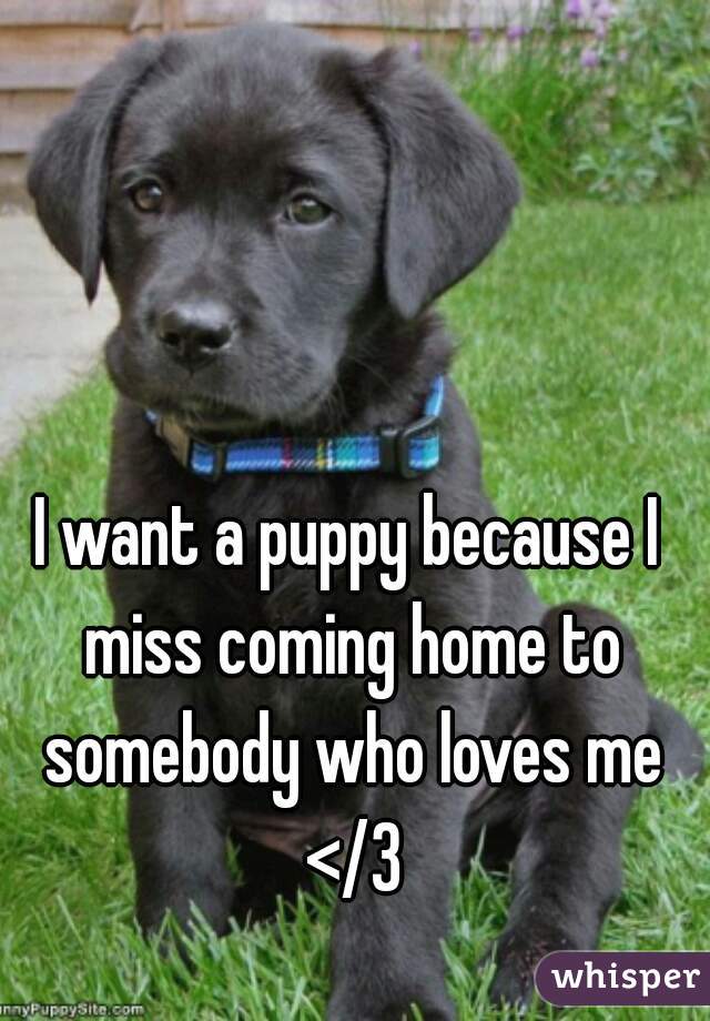 I want a puppy because I miss coming home to somebody who loves me </3