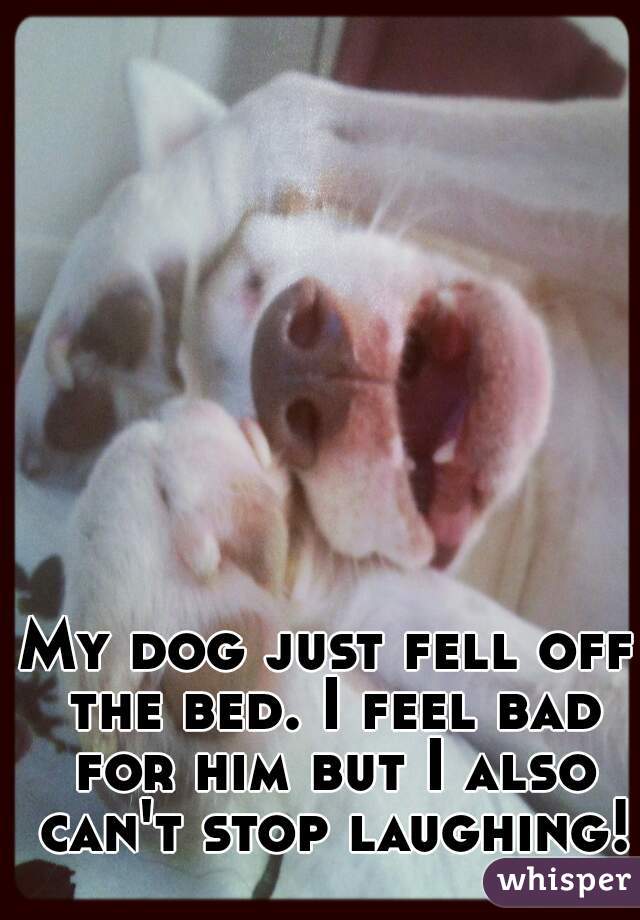My dog just fell off the bed. I feel bad for him but I also can't stop laughing!