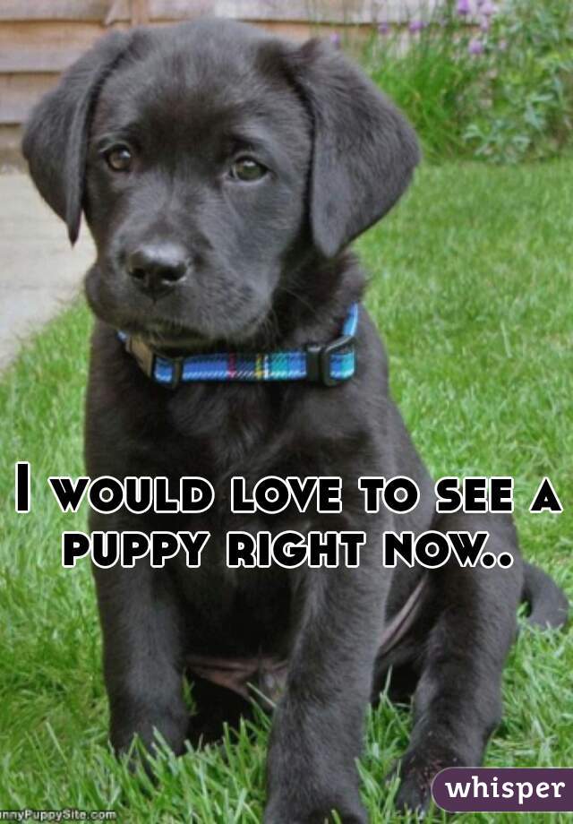 I would love to see a puppy right now.. 