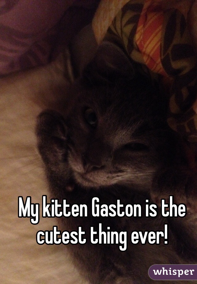 My kitten Gaston is the cutest thing ever!