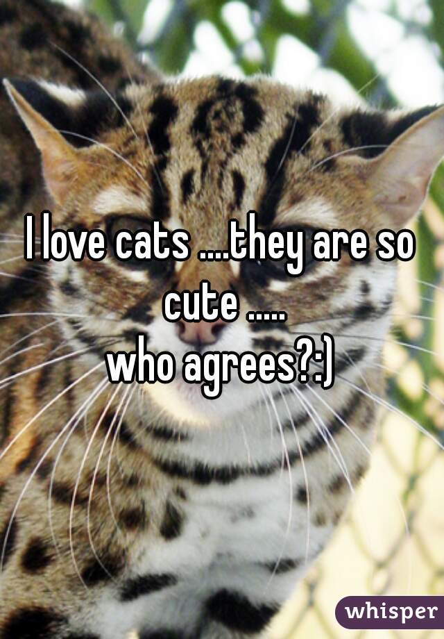 I love cats ....they are so cute .....
who agrees?:)