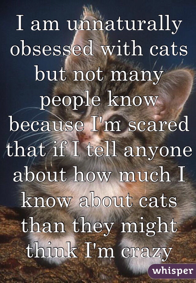I am unnaturally obsessed with cats but not many people know because I'm scared that if I tell anyone about how much I know about cats than they might think I'm crazy 
