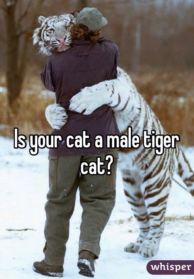 Is your cat a male tiger cat?