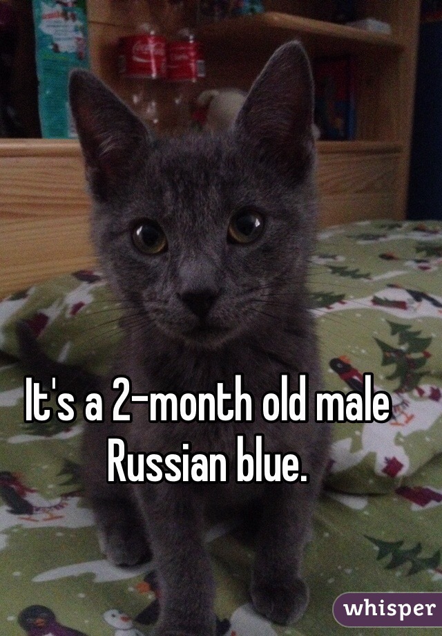 It's a 2-month old male Russian blue.