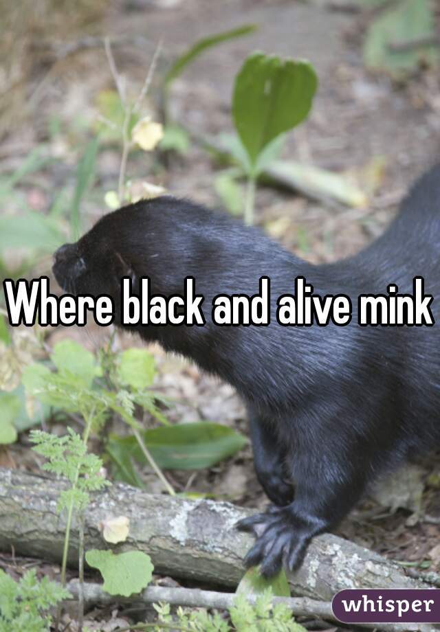 Where black and alive mink