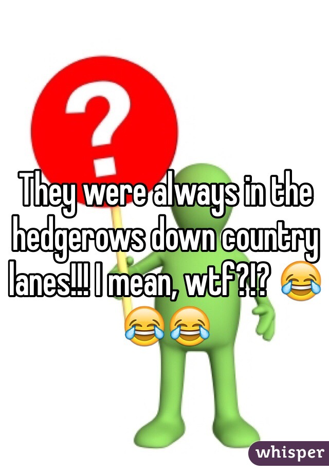 They were always in the hedgerows down country lanes!!! I mean, wtf?!? 😂😂😂