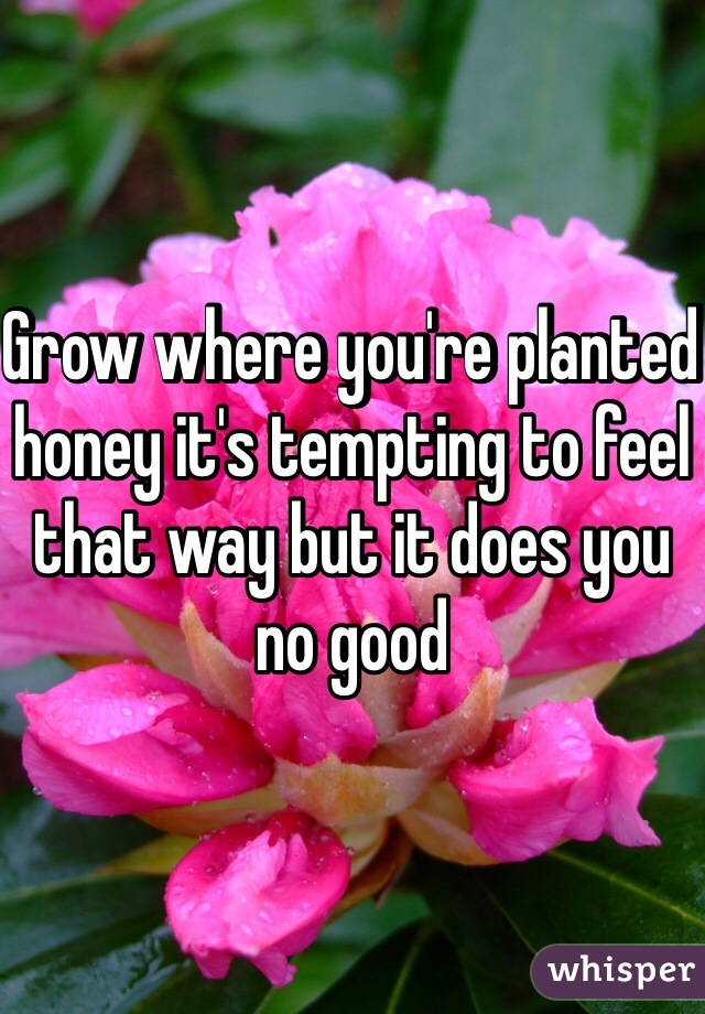 Grow where you're planted honey it's tempting to feel that way but it does you no good