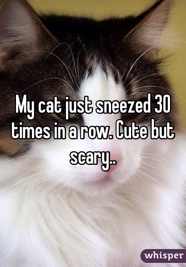 My cat just sneezed 30 times in a row. Cute but scary..
