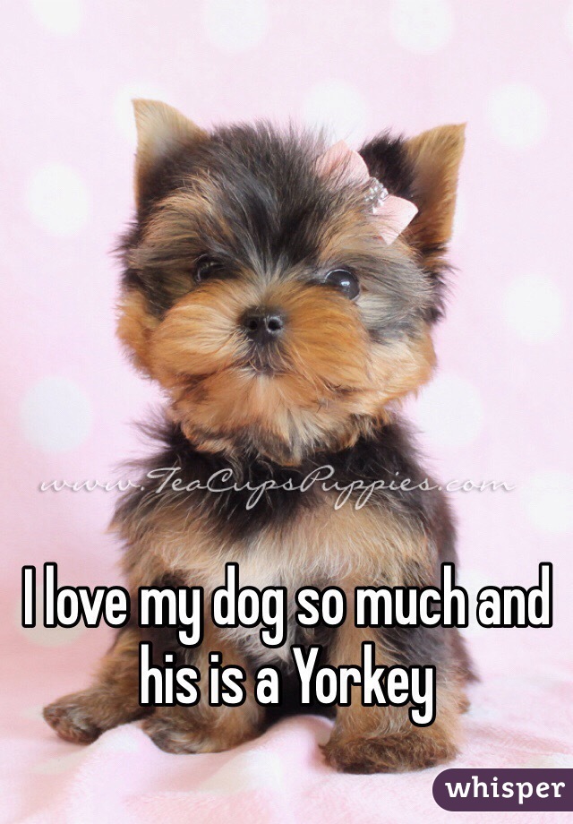 I love my dog so much and his is a Yorkey 