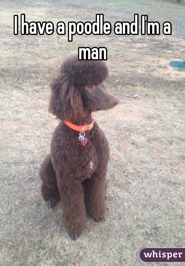I have a poodle and I'm a man
