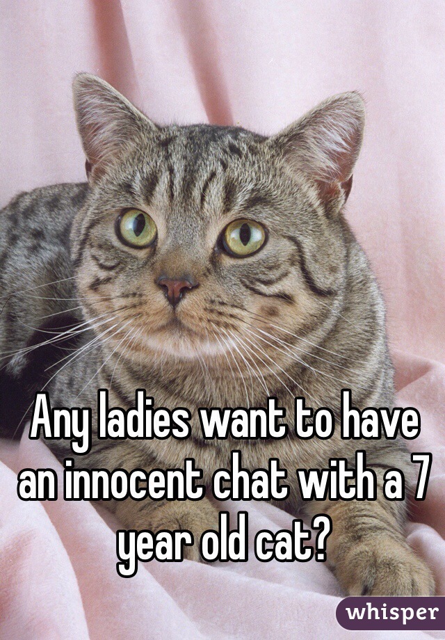 Any ladies want to have an innocent chat with a 7 year old cat?