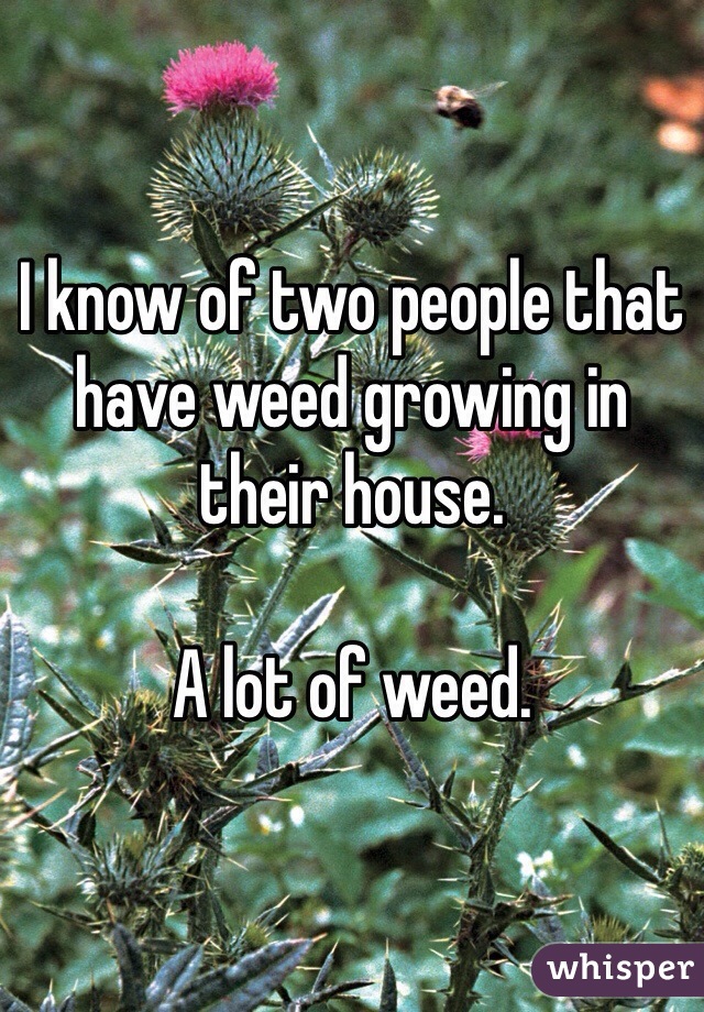 I know of two people that have weed growing in their house.

A lot of weed.