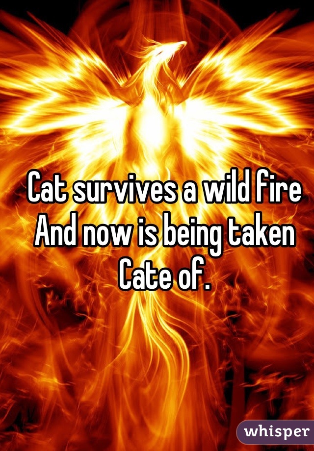 Cat survives a wild fire
And now is being taken 
Cate of.