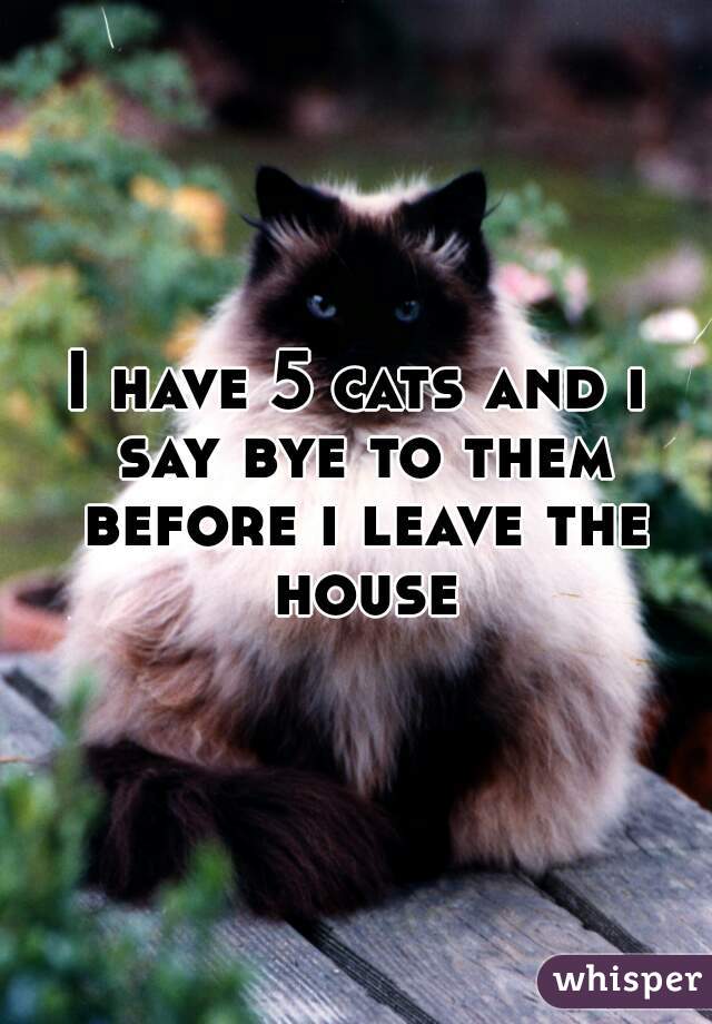 I have 5 cats and i say bye to them before i leave the house