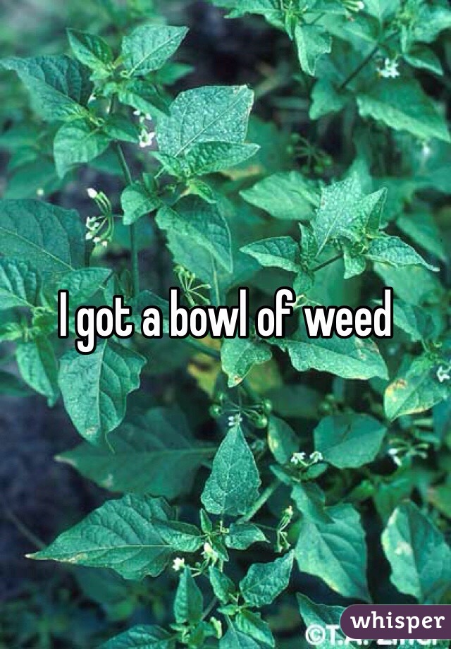 I got a bowl of weed