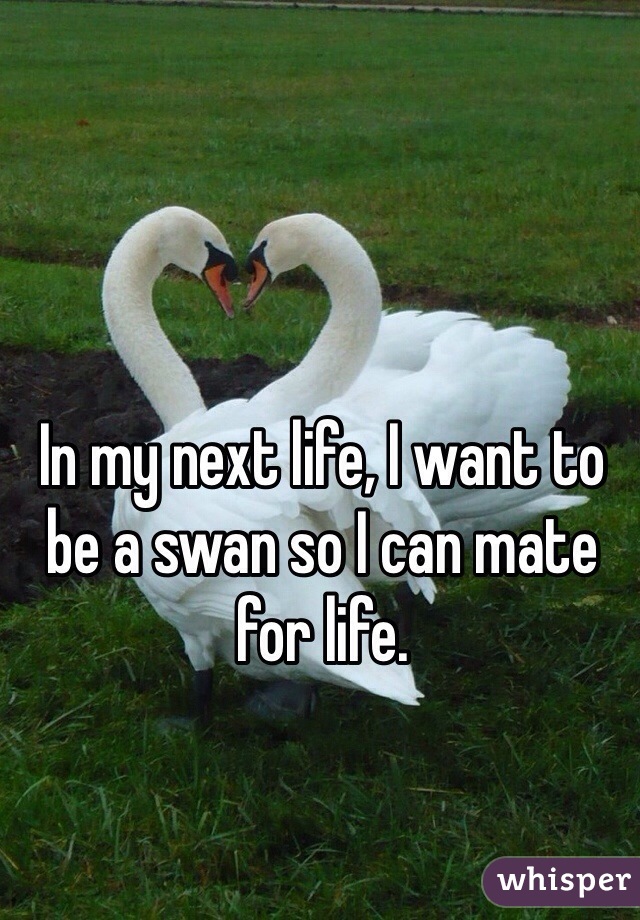 In my next life, I want to be a swan so I can mate for life. 