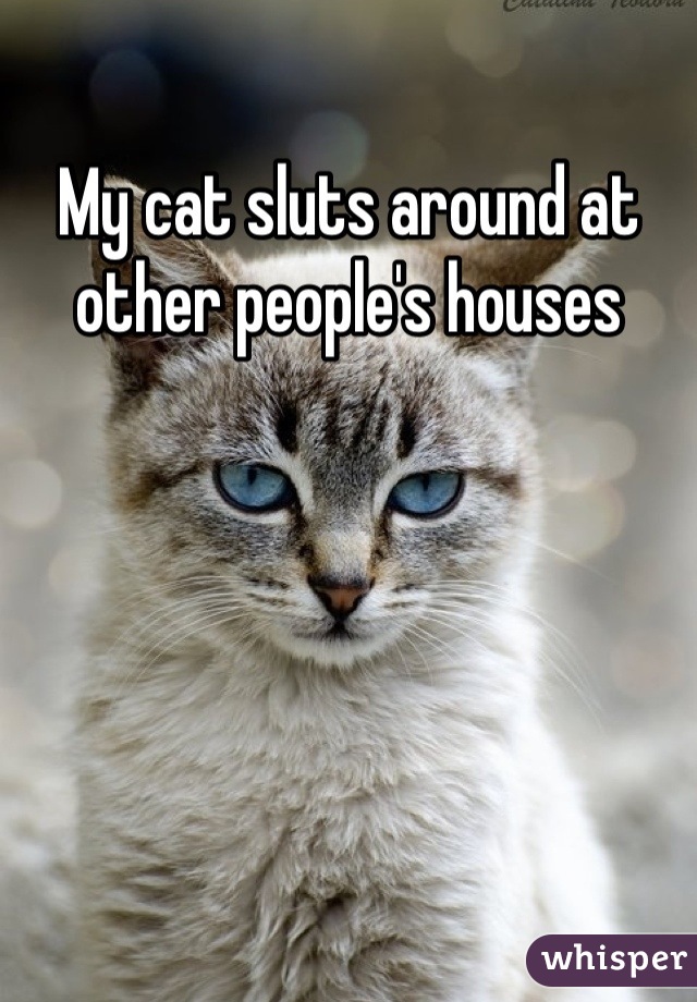 My cat sluts around at other people's houses