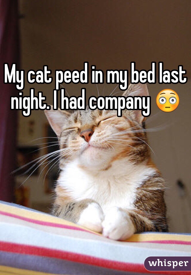 My cat peed in my bed last night. I had company 😳